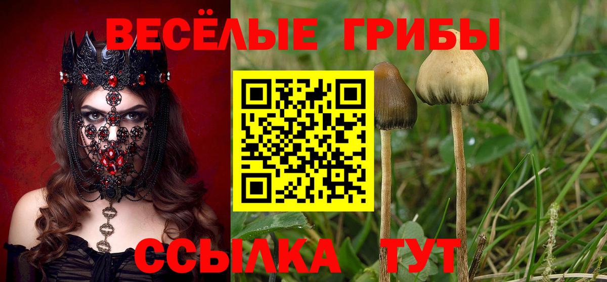Псилоцибиновые грибы Psilocybine cubensis Мелеуз